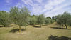 Single house with large plot in Calvagese della Riviera